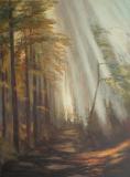 Rann mlha v podzimnm lese